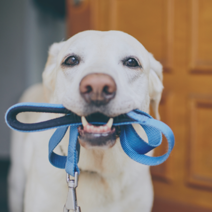 harnesses